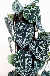 Scindapsus pictus var argyraeus sp. Borneo